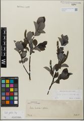 Foto von Salix glabra Scop.